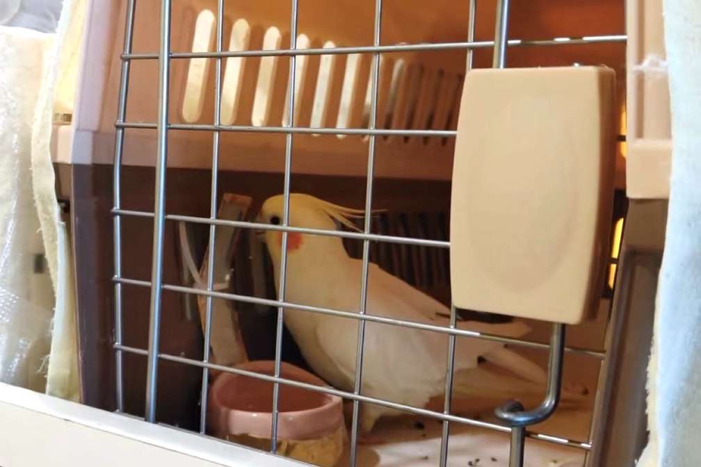 A parrot being shipped in an IATA approved travel cage by a pet relocation service